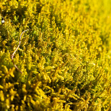 close-up of moss