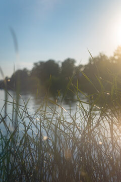 Sunlit tall lake grass silhouetted against calm water during sunset