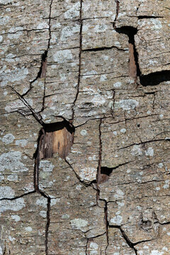 Textured tree bark surface with cracking peeling plates and lichen patches