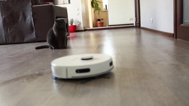 a cat observe a robot vacuum cleaner as it moves across the floor in a spacious living room during daytime. The room has soft lighting.