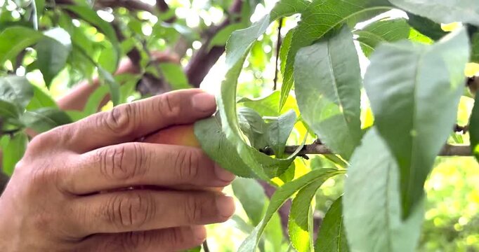 A gardener picking fresh, ripe peaches from the branches of trees in a lush garden; a natural image of the harvest season, agriculture and fresh fruit production.