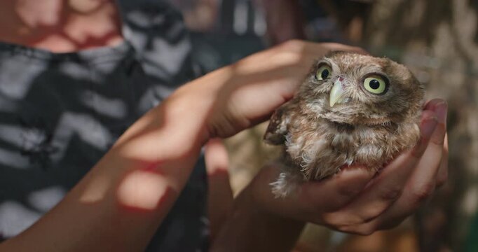 Little Owl Gently Stroked While Held in Human Hands