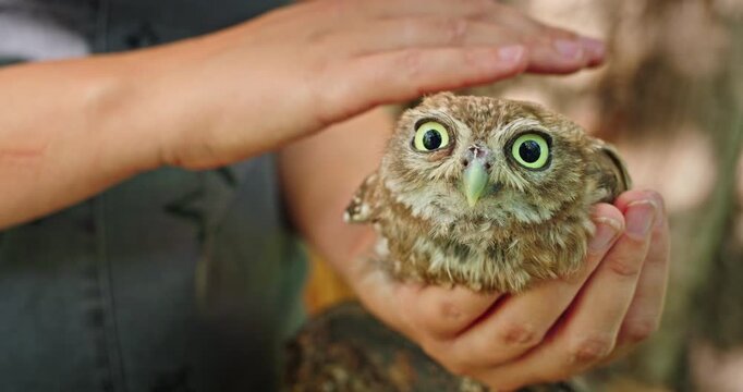 Little Owl Being Gently Stroked While Cradled in Hands