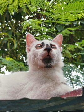 A white kitten with unique black markings on its face and nose, crouching alertly on a red corrugated roof surrounded by green foliage.