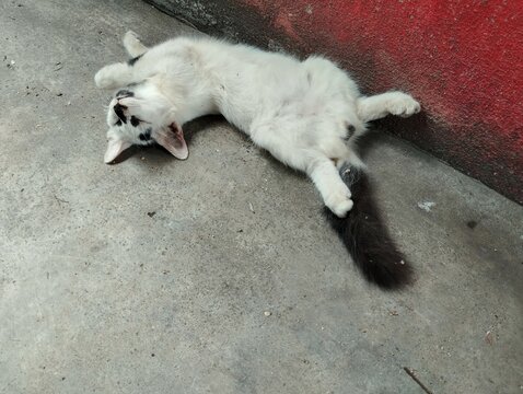 Cat sleeping with belly up position 