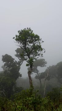 Lone Tree in Dense Fog and Strong Wind with Beautiful Sri Lankan Mountains, Vertical 4K