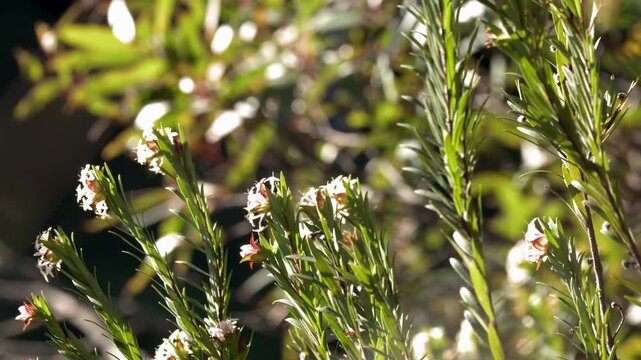 Backlit Australian Native Flora with White Flowers in Blue Mountains