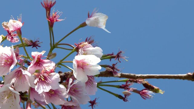 Pink Cherry Blossoms Blooming on Branch Against Clear Blue Sky