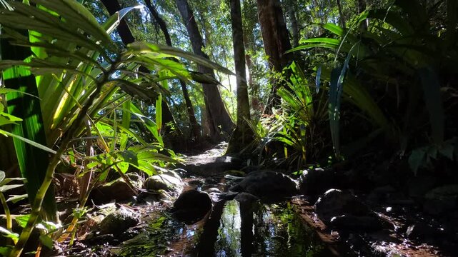 Sunlight Filtering Through Dense Rainforest Canopy Over a Small Creek