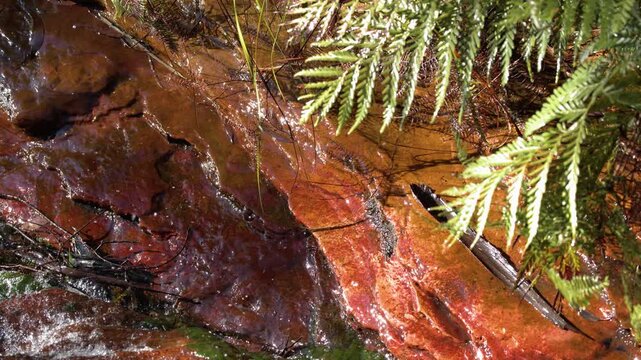 Close Up of Water Flowing Over Red Sandstone and Ferns