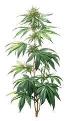 Naklejka premium Hand Drawn Illustration of Flowering Cannabis Plant on White Background