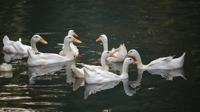 A group of domestic white ducks swimming together on the dark surface of a calm pond during a peaceful afternoon in nature