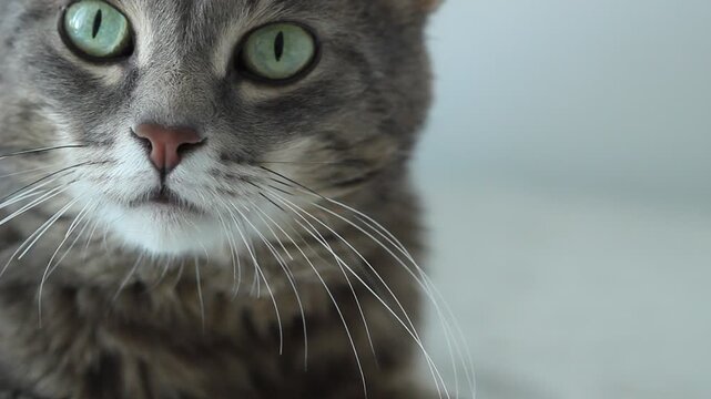 Cat relax, love animal background