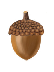 acorn © Eyaputri