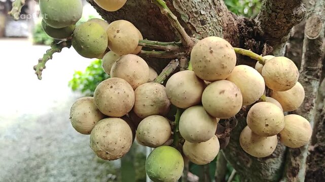 Lansium Domesticum fruit on a tree branch.