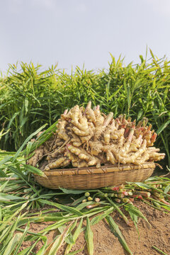 Fresh Ginger Root Harvest in Wicker Basket with Green Plants - Organic Farming Agriculture