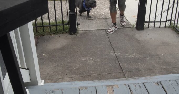 Woman in casual clothes walks a leashed French bulldog up to a small front porch on a concrete walkway.