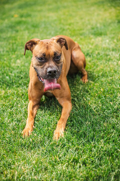 Boxer Dog Crouching Playfully on Sunlit Lawn