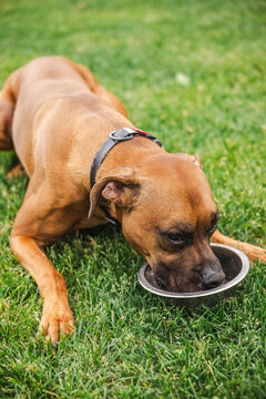 Boxer Dog Drinking from Bowl on Grassy Lawn