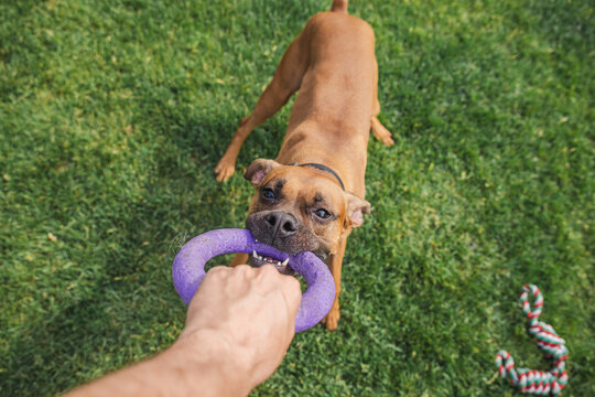 Boxer Dog Tugging Purple Ring Toy with Human Hand on Grass