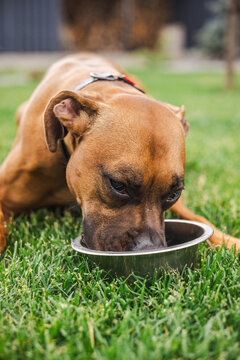 Close-Up Boxer Drinking from Metal Bowl on Grass