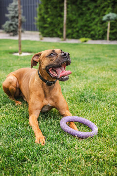 Boxer Dog Resting Beside Purple Ring Toy on Lawn