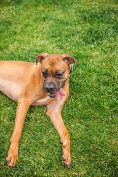 Boxer Dog Lying on Green Lawn with Tongue Out