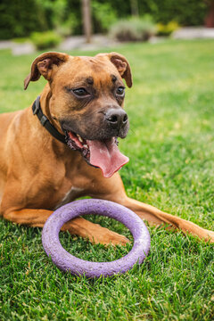 Panting Boxer Dog Resting Beside Purple Ring Toy on Grassy Lawn