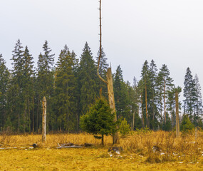 Fototapeta premium Solitary dead tree standing in forest clearing with young conifer saplings and dry grass under overcast sky