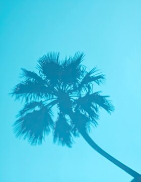 Silhouette of a palm tree reflected on a bright blue background.