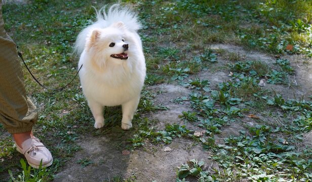 Fluffy white Pomeranian spitz on a leash walking in a park next to its owner. Cute small dog standing on green grass and looking up. Pet care, outdoor activity, summer walk, and happy domestic animal