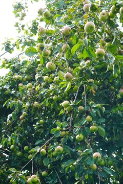 Vibrant red apple hanging on a tree, surrounded by lush green leaves. Perfect depiction of fresh fruit in its natural environment, showcasing organic gardening and healthy produce