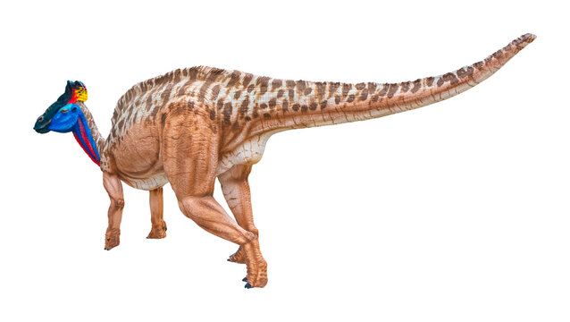 Olorotitan is a genus of lambeosaurine hadrosaurid dinosaur from the Late Cretaceous period. Belonging to the family Hadrosauridae, it was a large herbivorous reptile found in Far Eastern Russia.
