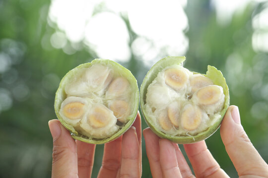 Fresh Luo Han Guo Monk Fruit Split Open in Hands Showing Seeds - Guilin Traditional Chinese Medicine