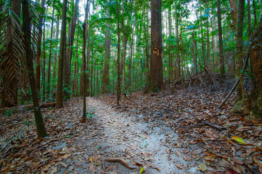 Sandy path leading through tropical forest and leaf-fall ground cover of trees and palms