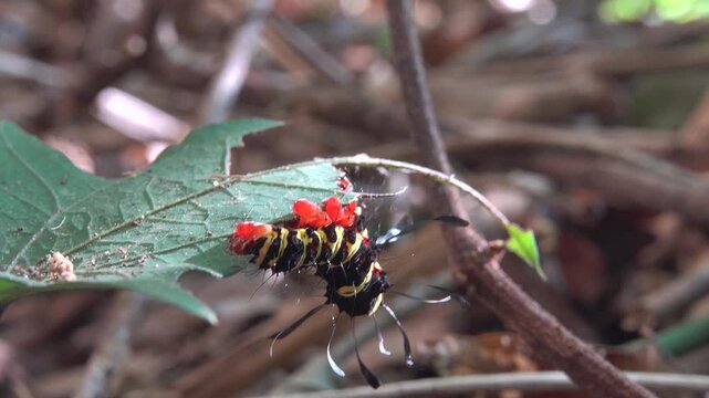 Noctuidae caterpillar with club-shaped bristle. Like Acronicta alni. Rainforest from tropical evergreen and semi-deciduous tree in on mountainside bamboo thickets, Andaman seaside. Winter Thailand