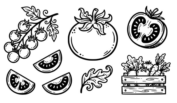 Playful tomato doodle line art collection with cherry tomatoes slices leaves and garden harvest for food packaging vector illustration