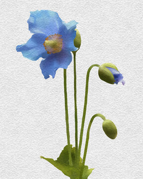 Watercolor of Himalayan Blue Poppy with blooming and yet-to-bloom flowers with pastel green leaves. Charming flowers with natural blue. Drawing paper background.