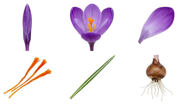 Crocus flower parts including bulb, petals, stem, leaves and saffron stigmas displayed separately