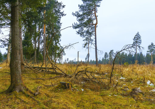 Windblown pine trees and broken branches in mossy forest clearing under overcast sky