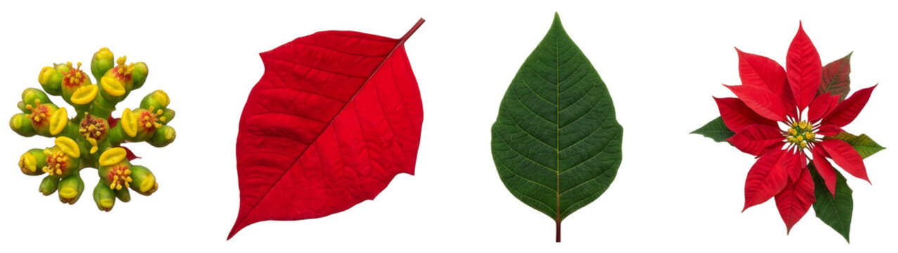 Christmas flower parts collection showing red bract leaf, green foliage leaf, and yellow flower cyathium cluster for holiday seasonal decoration