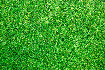 Obraz premium grass background Golf Courses green