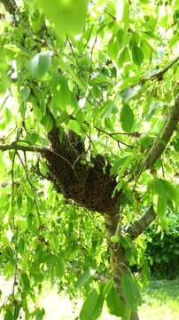 A large bee's nest is shown up close in a tree. The nest is full of bees working together. It is a sunny day and the leaves are bright green. Nature is active during summer.