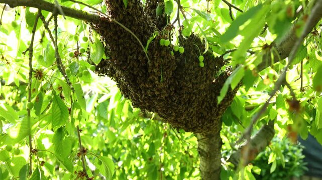 A large bee's nest is shown up close in a tree. The nest is full of bees working together. It is a sunny day and the leaves are bright green. Nature is active during summer.