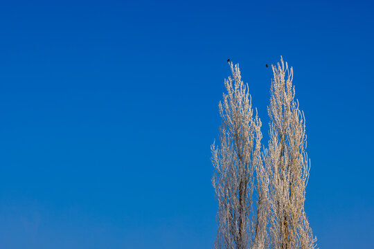 Frost-Covered Trees with Birds Against Clear Blue Sky