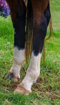 Horse hind legs with white socks and tail standing on grass closeup.