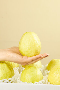 Fresh Yellow Guava Fruit in Hand with Soft Cream Background - Tropical Gift Set