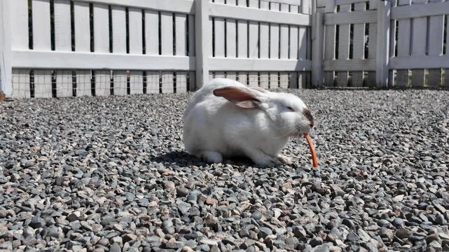 White rabbit eats carrot on gravel ground. Soft sunlight highlights its calm posture. Simple, peaceful moment captured in backyard setting. Ideal for nature, pet, or tranquil lifestyle themes