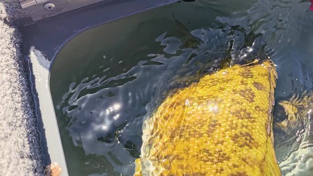 Close-up of smallmouth bass resting side by side in an aerated live well, with shimmering water reflections, bubbles, and bass boat details for outdoor fishing videos.