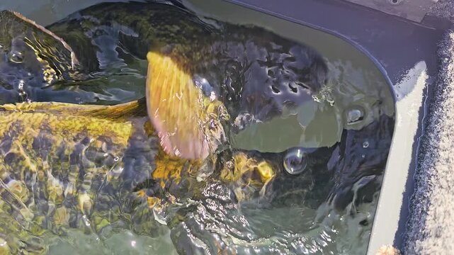 Detailed view of two smallmouth bass under sunlit live well water, with fish texture, gray compartment edge, and outdoor sport fishing catch management on a lake.